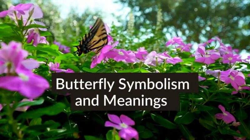 transformation of the butterfly