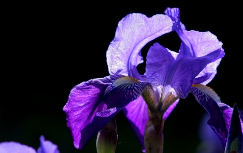 Iris symbol for protection