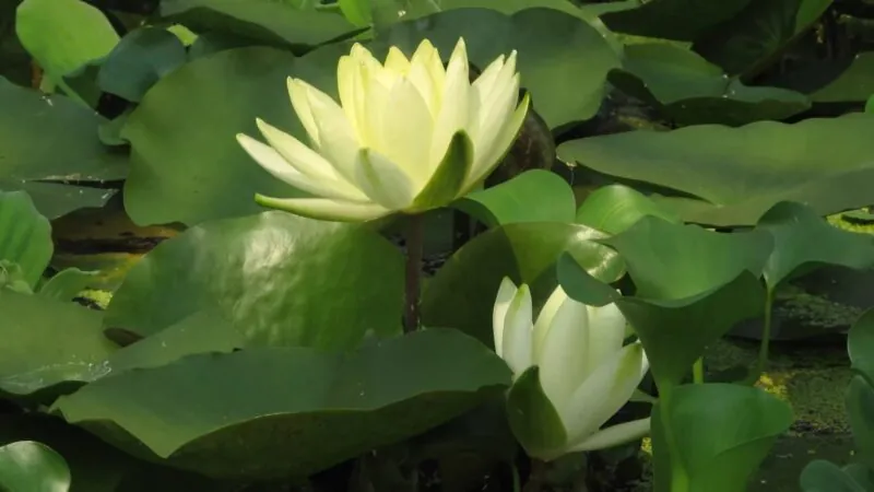 Lotus Flower