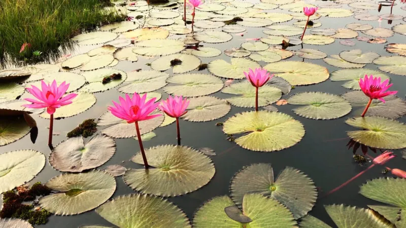 Lotus Flowers