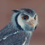 Symbols of wisdom - White faced Owl