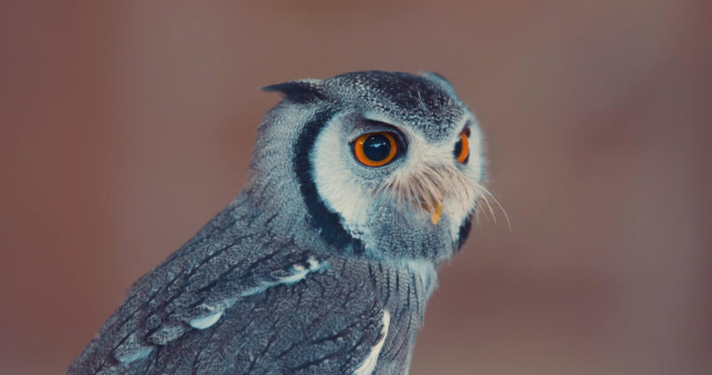 Symbols of wisdom - White faced Owl