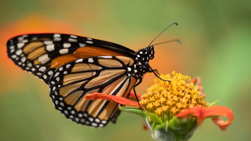 butterfly symbolism