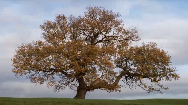 Acorn to Oak