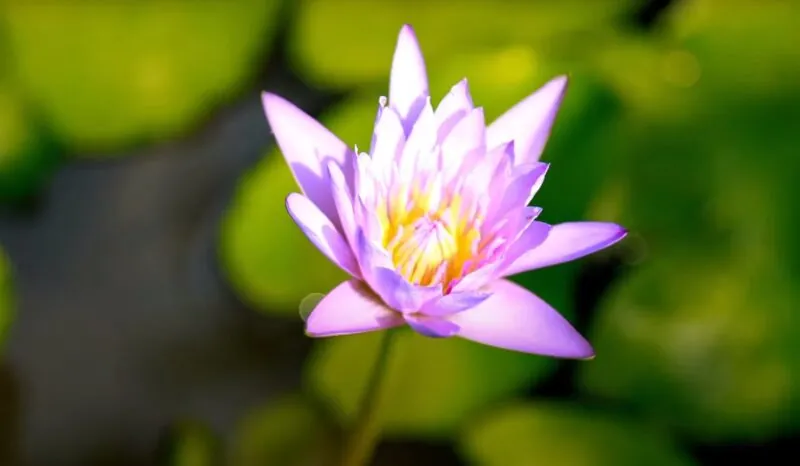 The Lotus Flower